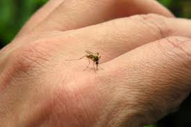 Mosquitoe on person's hand